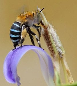 Blue banded bee (Amegilla cingulata) By Chiswick Chap - Own work, CC BY-SA 4.0, www.commons.wikimedia.org