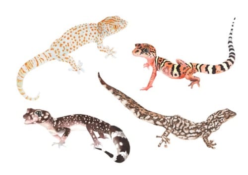 Geckos (C) Clara Lacy