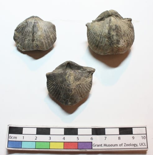 Fossil Spirifer brachiopods LDUCZ-O26