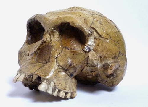 LDUCZ-Z2017 Homo habilis skull model