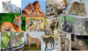 Different species of cats from the family Felidae 