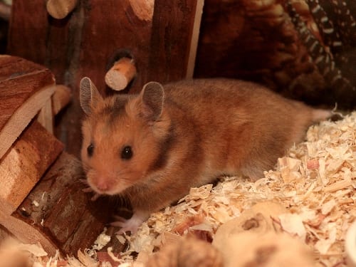 domestic hamster showing wild colouration