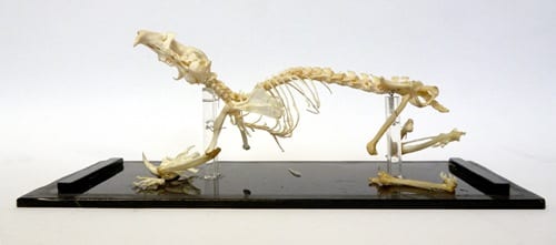 LDUCZ-Z713 golden hamster skeleton
