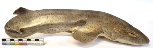 LDUCZ-V1081 lesser-spotted dogfish