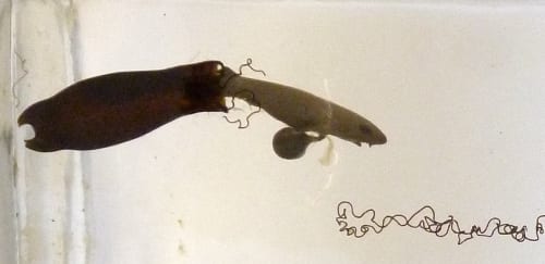 LDUCZ-V1619 section showing hatching juvenile