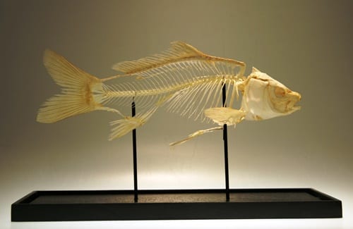 Common carp skeleton LDUCZ-V543
