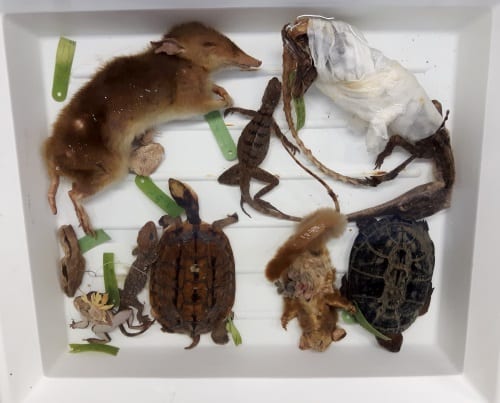 Animals removed from the jar during conservation. Armadillo not pictured.