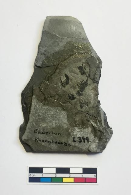 Image of V939 Rhamphodopsis threiplandi from the Grant Museum of Zoology