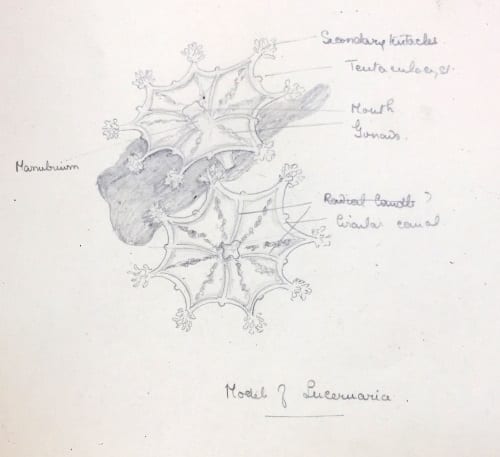 Illustration of LDUCZ-C182 Haliclystus auricula
