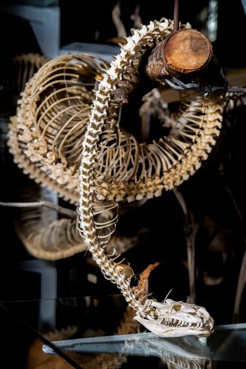LDUCZ-X456 rock python skeleton