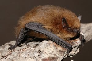 Pipistrellus pygmaeus By Evgeniy Yakhontov - Page - Image, CC BY-SA 3.0, https://commons.wikimedia.org/w/index.php?curid=14637689