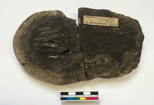 Image of LDUCZ-V1653 fossil fish Cheirolepis tralli from the Grant Museum of Zoology