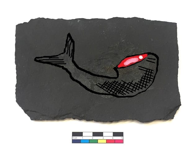 Image of LDUCZ-V1810 Palaeoniscus_freieslebeni from the Grant Museum of Zoology