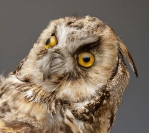 The googly-eyed long-eared owl. LDUCZ-Y1604