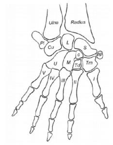 Mammalian wrist, including labelled carpal bones. Image from Lewis (1989).