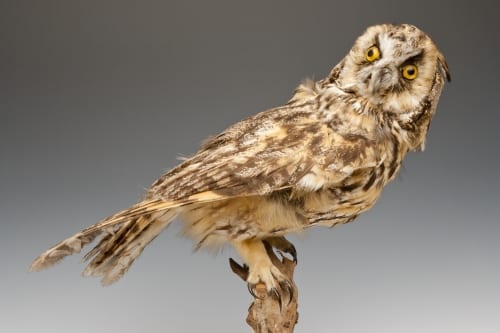 Long eared owl. Should we replace his eyes? LDUCZ-Y1604