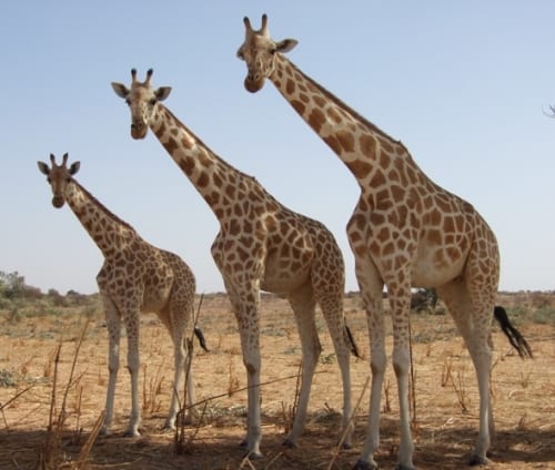 Wild giraffes in Niger
