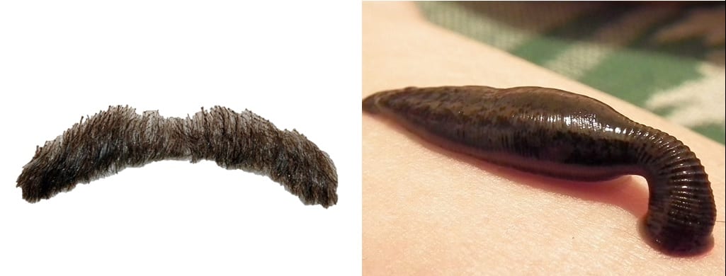 Image of a false moustache compared with leech