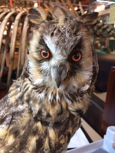 AFTER. Long-eared owl: googly-eyed no more. LDUCZ-Y1604