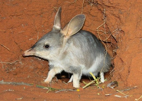 A reintroduced bilby emerging from its burrow at Arid Recovery. (C) Jack Ashby
