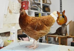 Chicken being mounted (Grant Museum of Zoology/Jazmine Miles-Long)