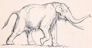 Straight tusked elephant (Palaeoloxodon antiquus) by Erwin S. Christman, 1916