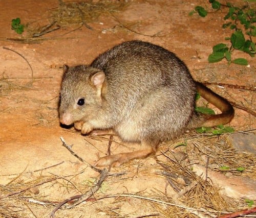 Burrowing bettongs became extinct on mainland Australia, but survived on a couple of islands. (C) Jack Ashby