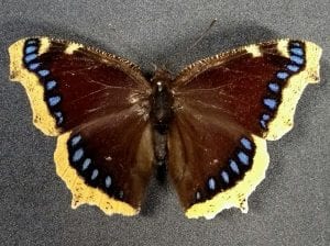 Nymphalis antiopa (Camberwell Beauty, or the Grand Surprize) LDUCZ-L3333