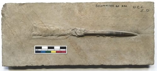 LDUCZ-R30 Belemnites sp. rostrum and pro-ostracum preserved in Solnhofen limestone