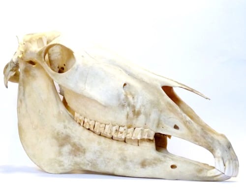 LDUCZ-Z1648 Equus caballus skull