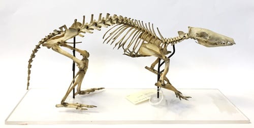 Long-nosed bandicoot skeleton with *A LONG-NOSED BANDICOOT SKULL*. LDUCZ-Z85