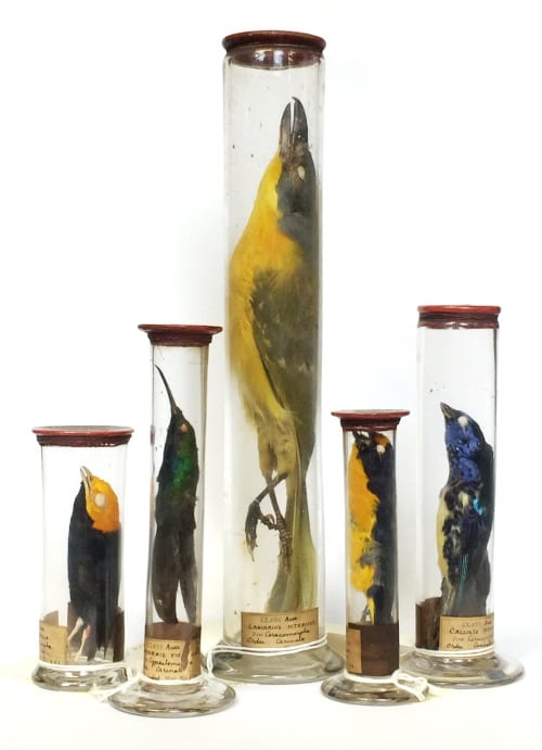 The Red Ancients - 1850 UCL Grant Museum bird study skin collection. LDUCZ-Y97, Y94, Y93, Y96, Y98