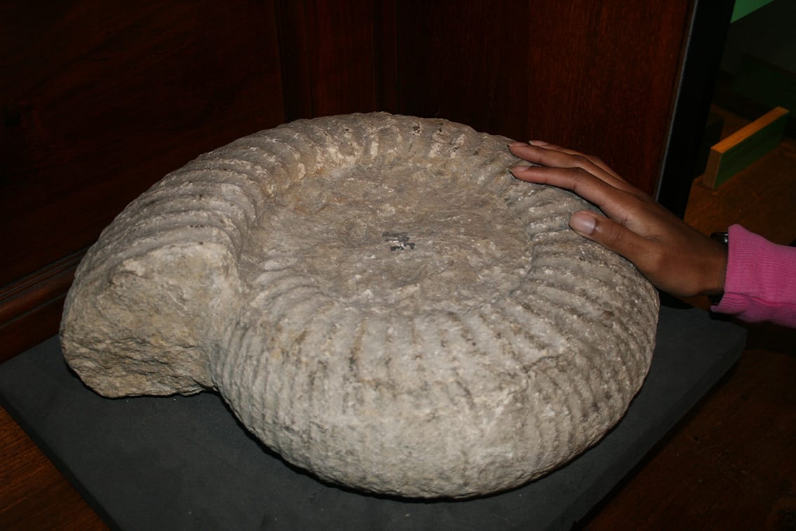 A giant ammonite (Titanites giganteus) in the Grant Museum. LDUCZ-R205