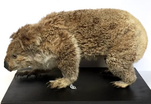 Specimen of the Week 330: The taxidermy koala – The language of natural  history | UCL UCL Culture Blog