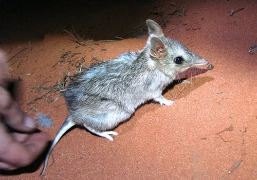A bandicoot being released on ecological fieldwork. Their scientific name means "pouched badger". (C) Jack Ashby