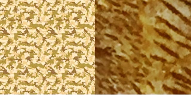 Comparison of Desert camouflage pattern and a close up of Macropoma mantelli