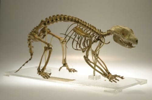 Our common spotted cuscus skeleton. LDUCZ-Z75