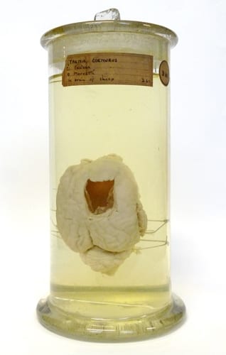 A sheep's brain disected to reveal a tapework cyst. LDUCZ-D60