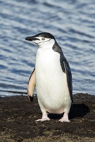 Chinstrap penguin. Image: Andrew Shiva / Wikipedia / CC BY-SA 4.0
