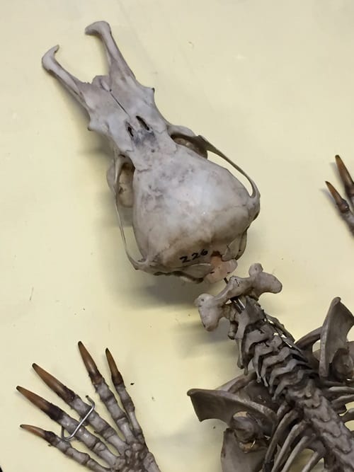 Platypus skull. LDUCZ-Z26