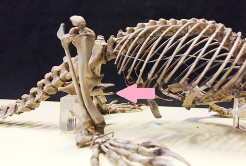 The platypus' epipubic bones, which are not found in placental mammals like us.