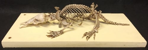 A platypus skeleton. LDUCZ-Z26