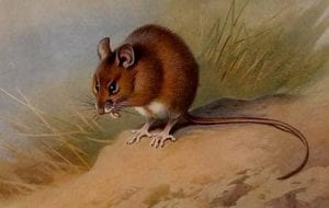 St Kilda field mouse (Apodemus sylvaticus hirtensis), from British Mammals, Thorburn 1921. Copyright BHL CC BY 2.0