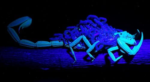UV induced fluorescence of an adult scorpion and absence of fluorescence in juvenile scorpions (that are hanging onto mom). Copyright by Frank.starmer, CC 4.0