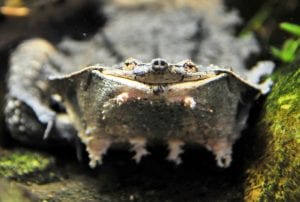 Mata mata turtle, image by Joachim S. Muller