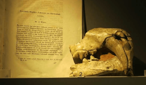 Amphimachairodus specimen BSPG AS-II 605 on display at the Bavarian State Collections of Palaeontology and Geology in Munich. Photo courtesy of E. Buffetaut.