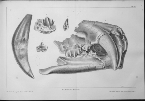 Machaerodus skull illustration, in Roth, J., and Andr. Wagner Die fossilen Knochenüberreste von Pikermi in Griechenland. (1854) Tab. IX .p.532