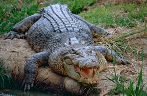 Saltwater crocodile at Australia Zoo. Image by Bernard Dupont
