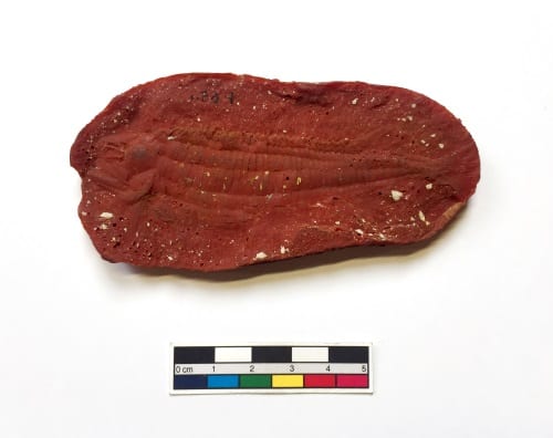 LDUCZ-V1696 Australosomus merlei Red Latex mould