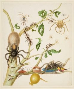 Illustration of spiders and ants showing two Avicularia tarantulas. Maria Sibylla Merian, 1705.